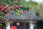 枝头迎春花映古建