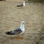 海鸥