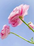 花毛茛