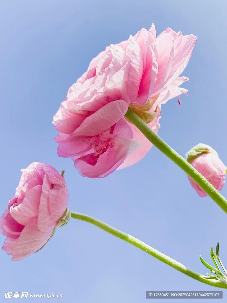 花毛茛