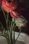 毛茛花