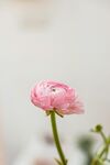 花毛茛