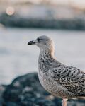 海鸥