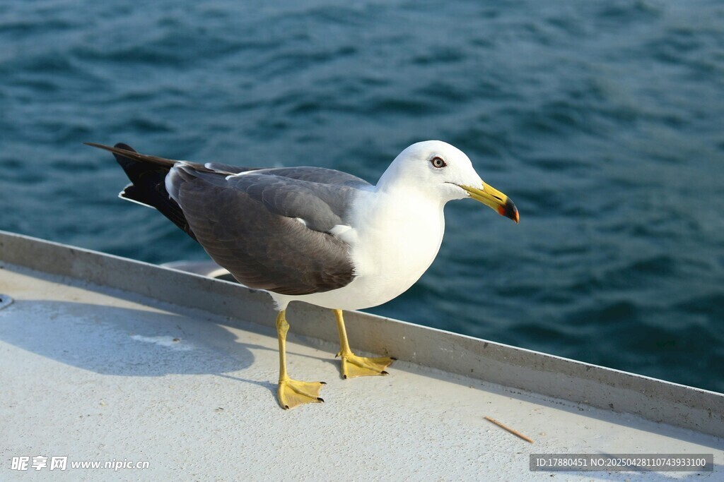 海鸥
