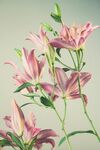 百合花