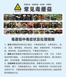 毒蘑菇