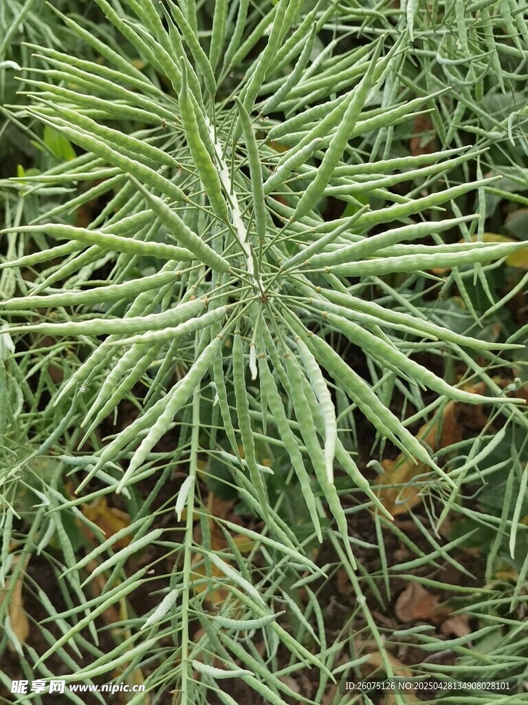 油菜籽