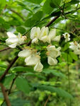 槐花