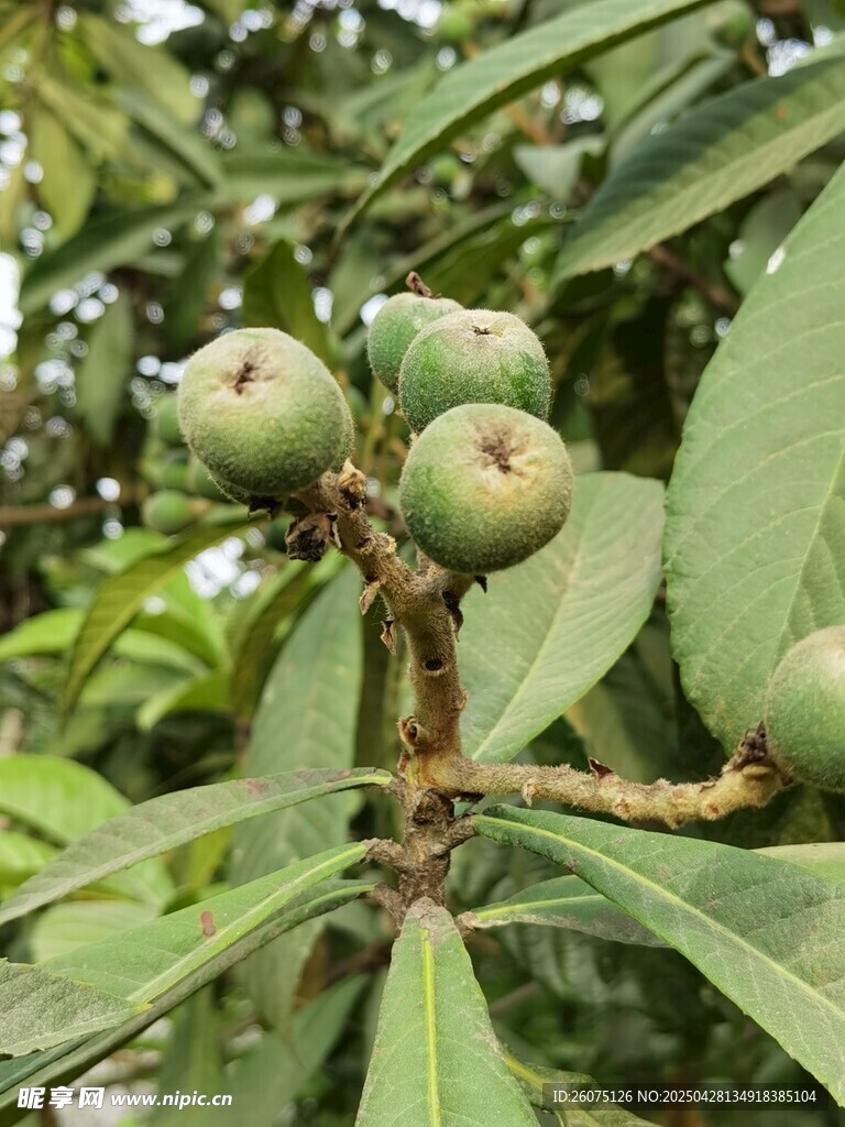 枇杷