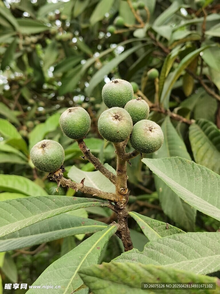 青枇杷