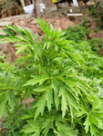 益母草