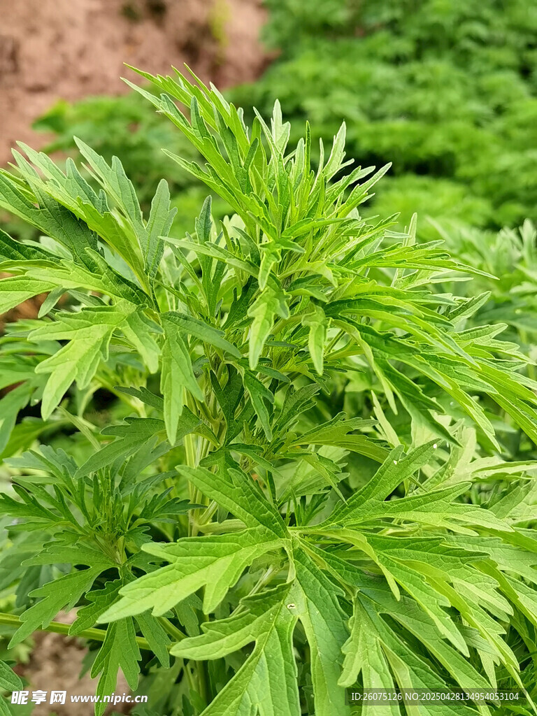 益母草