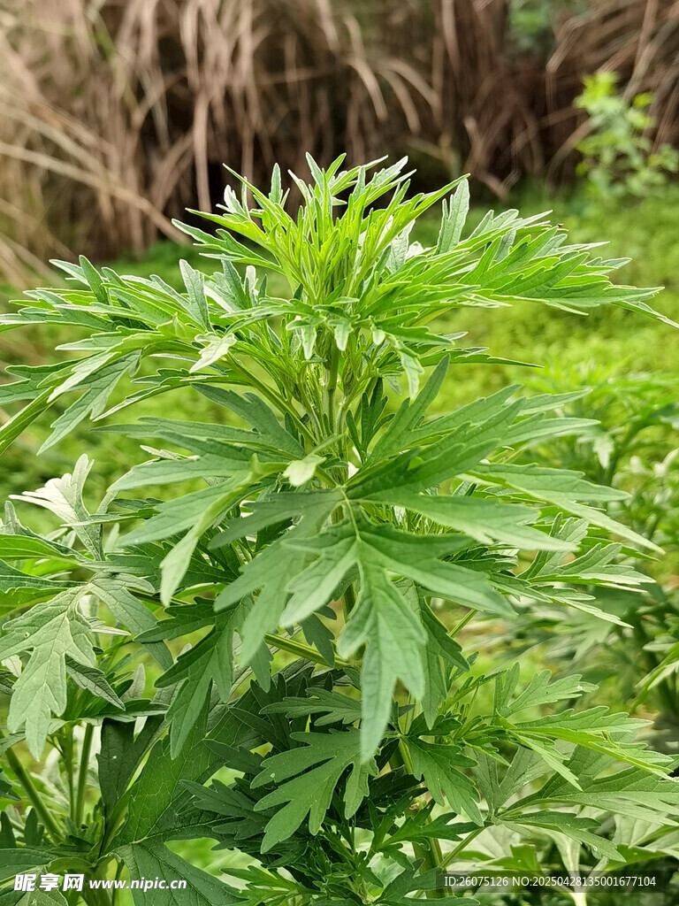 益母草