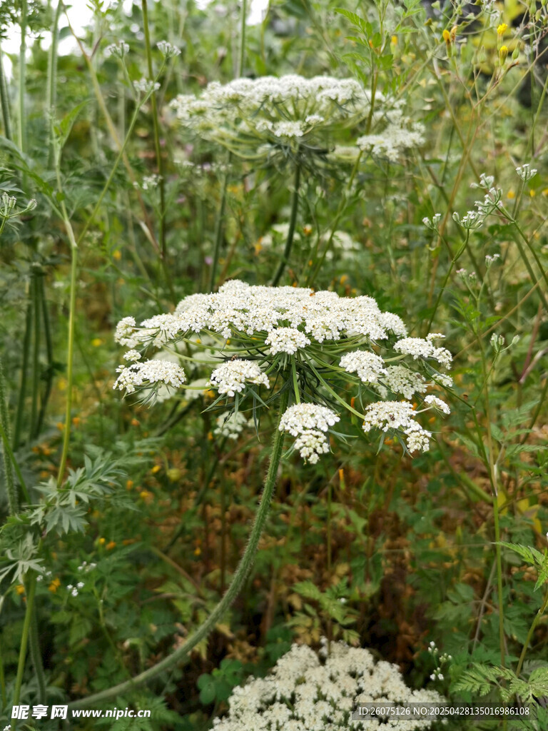白花