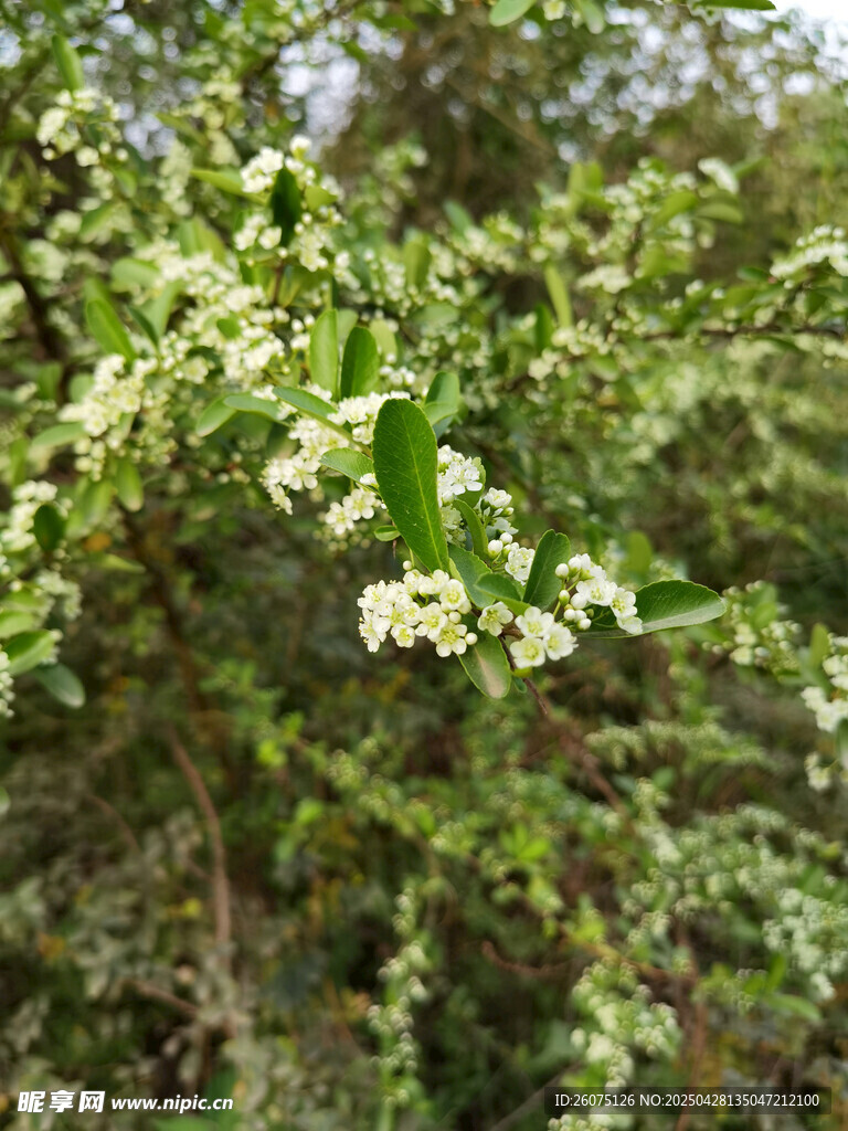 白花