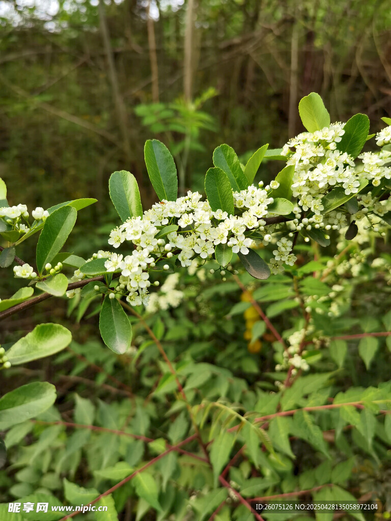 白花