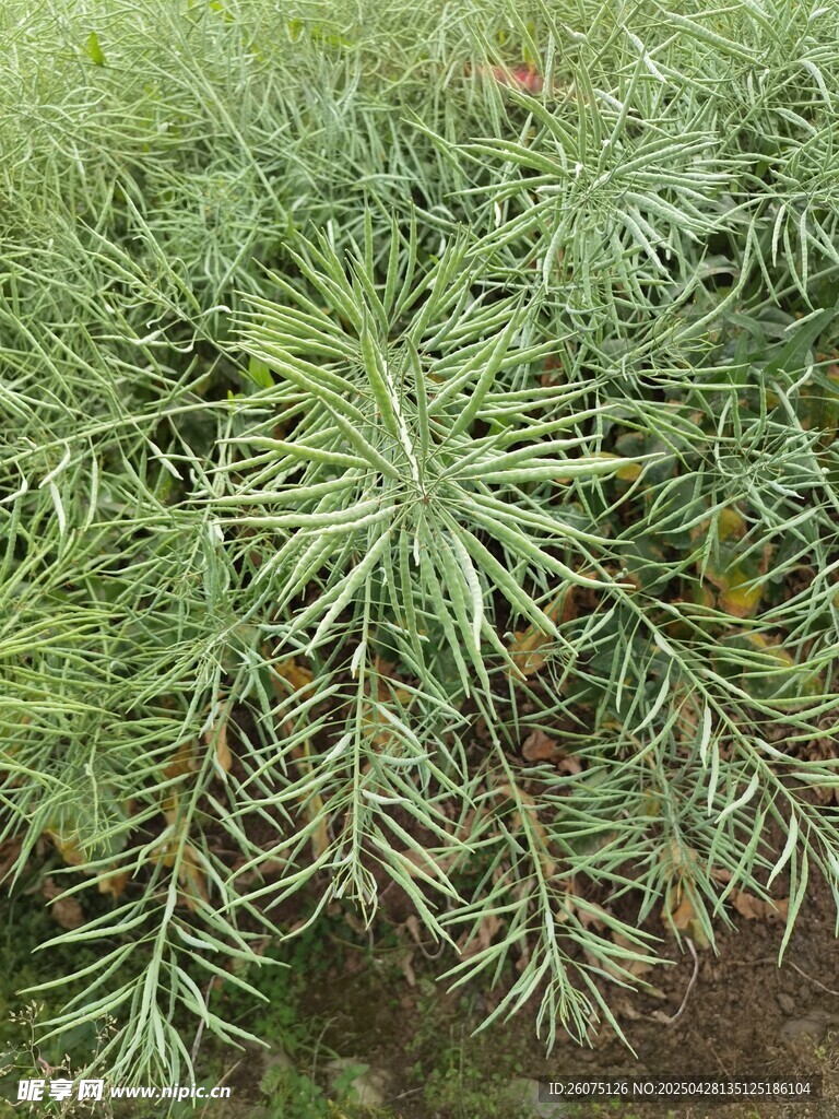 油菜地