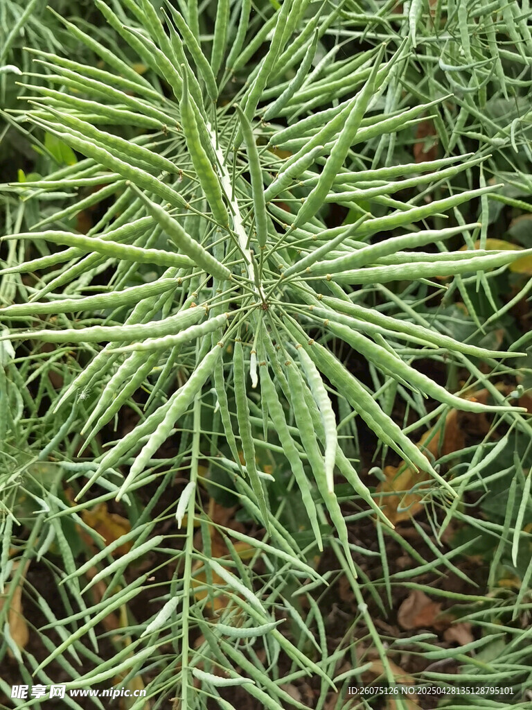 油菜籽