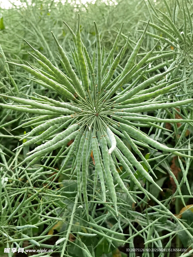 油菜籽