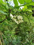 槐花