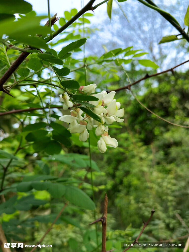 槐花