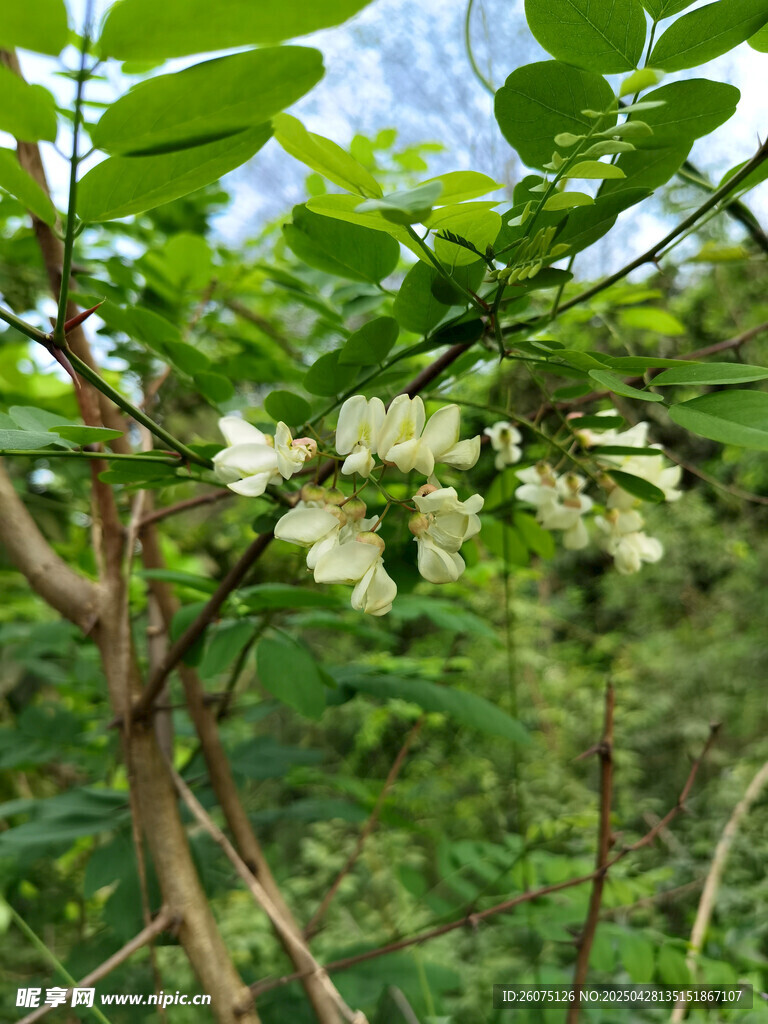  槐花