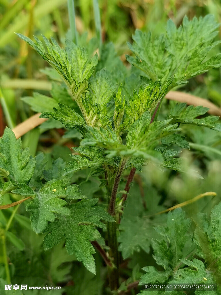 益母草