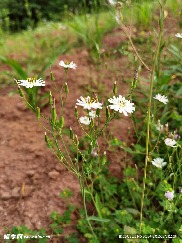 野花