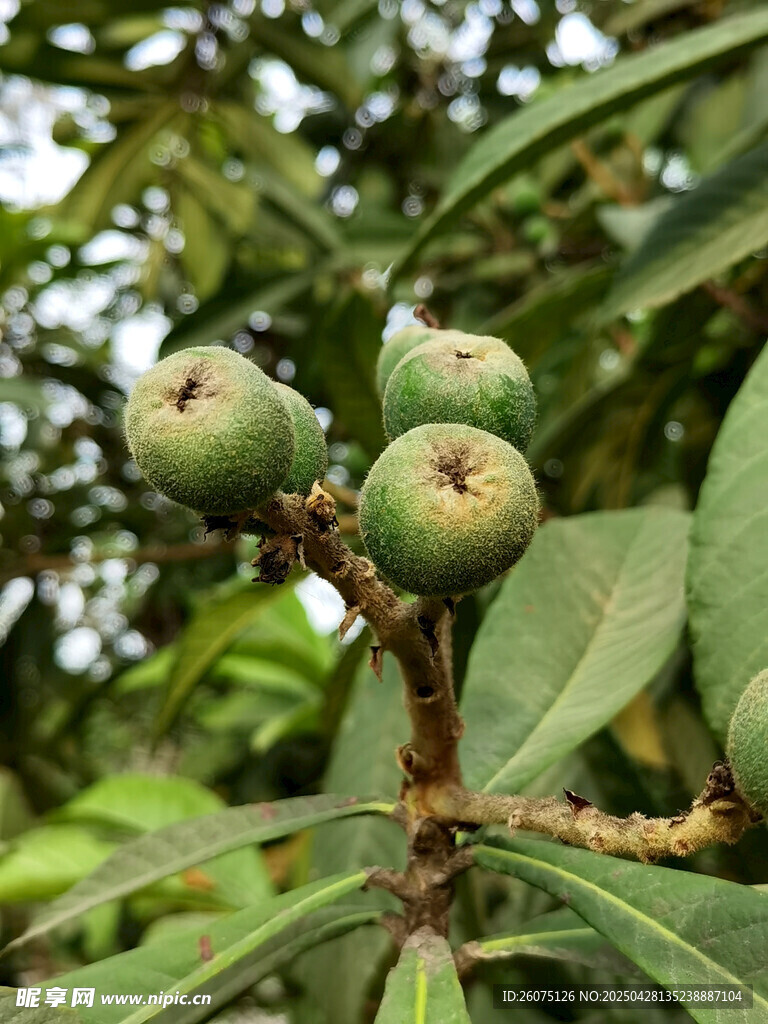 未成熟的枇杷
