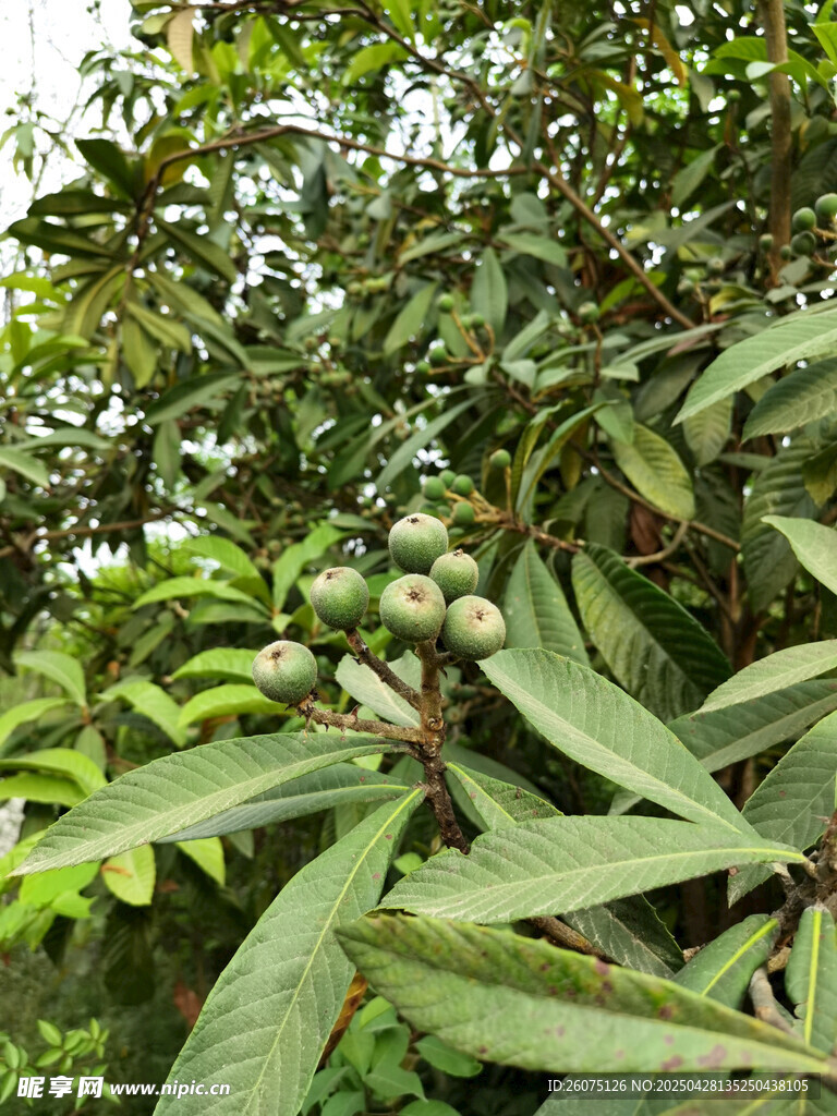 枇杷果实