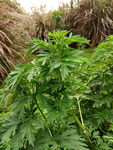 益母草