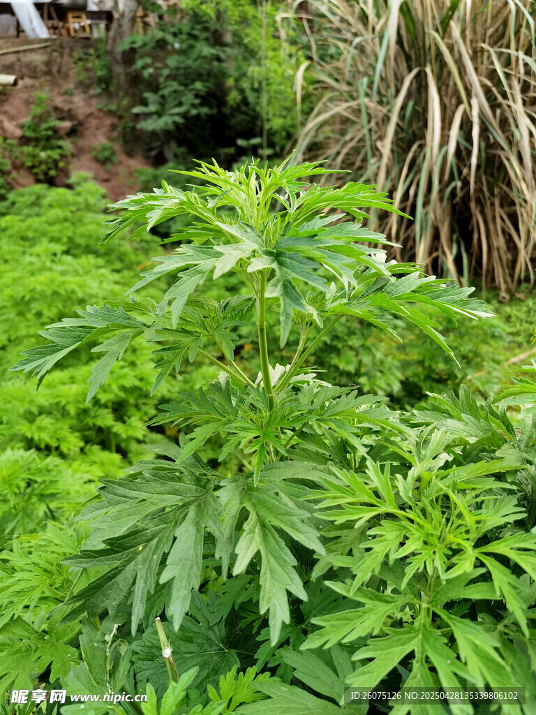 益母草