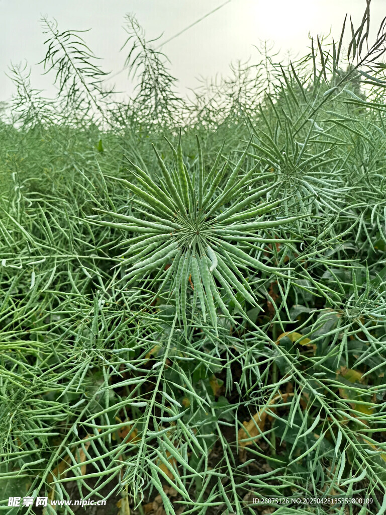 油菜籽