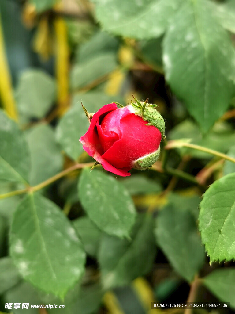 玫瑰花苞