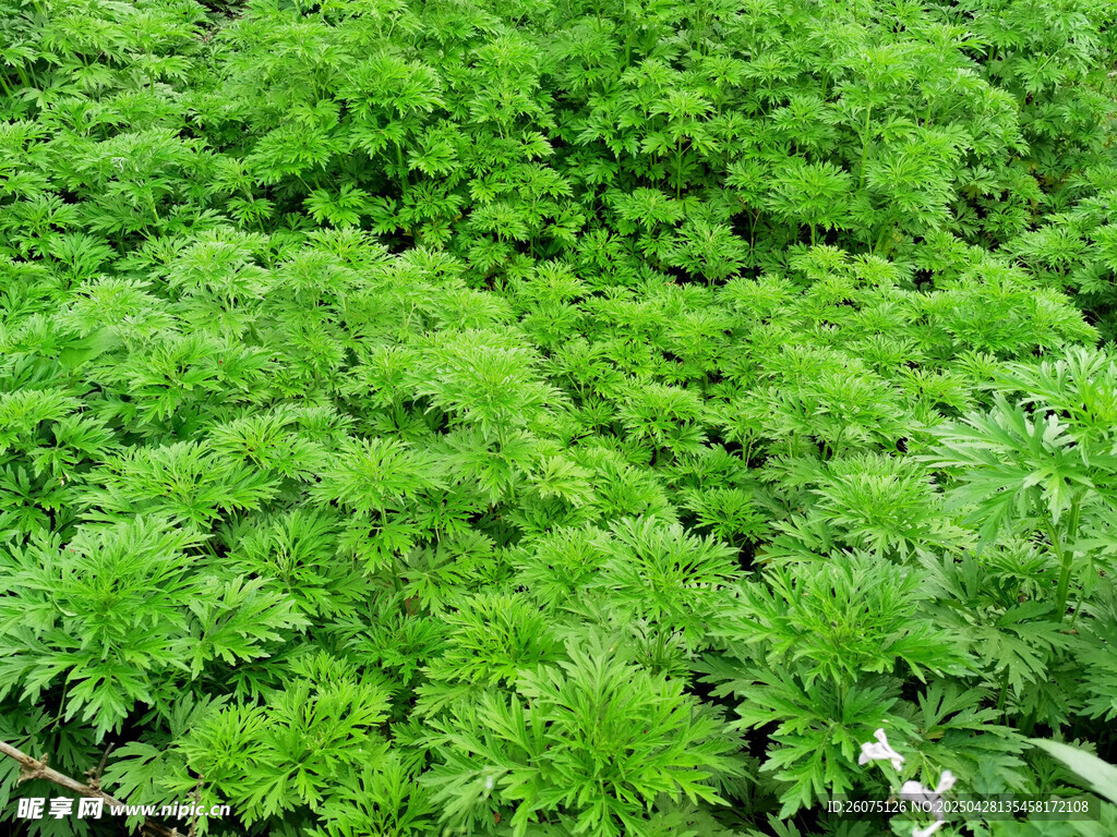 益母草