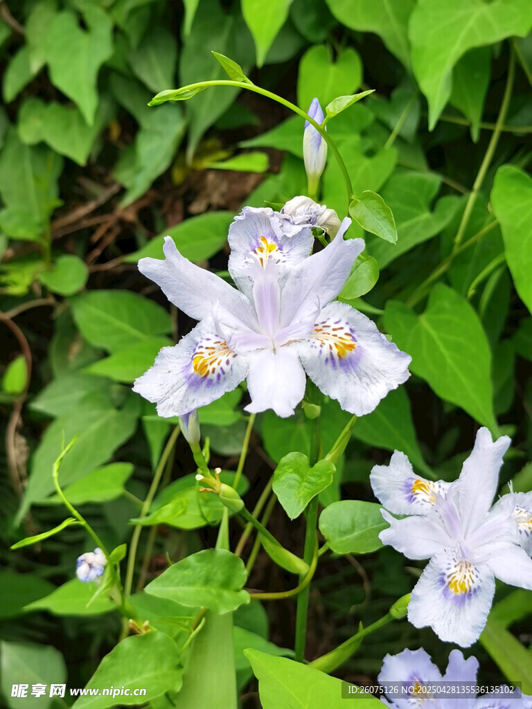 兰花