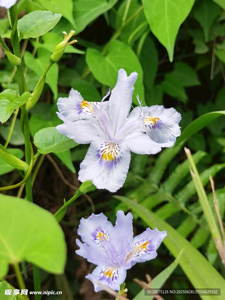 兰花