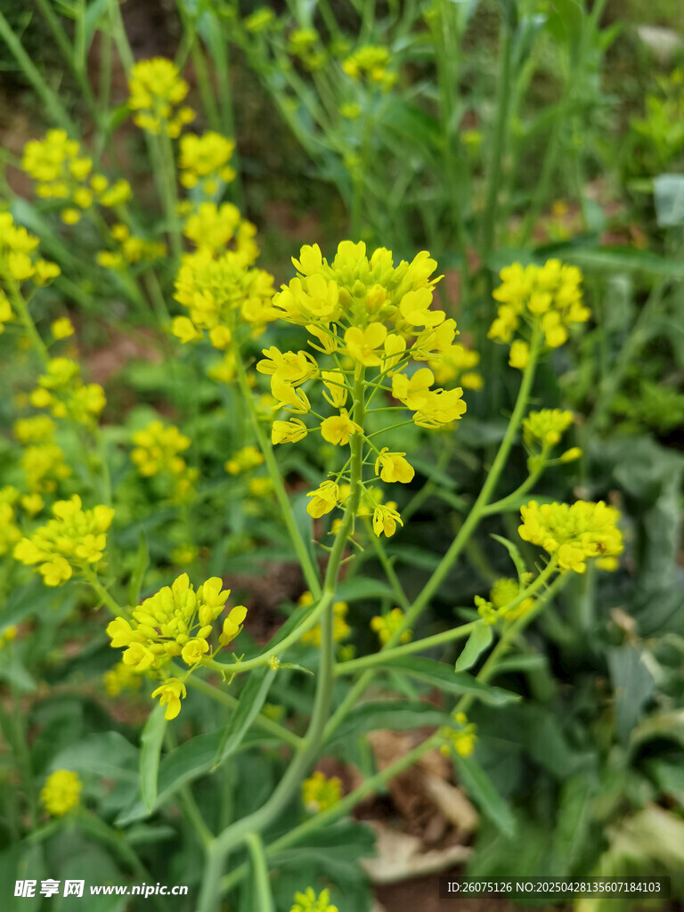 菜花