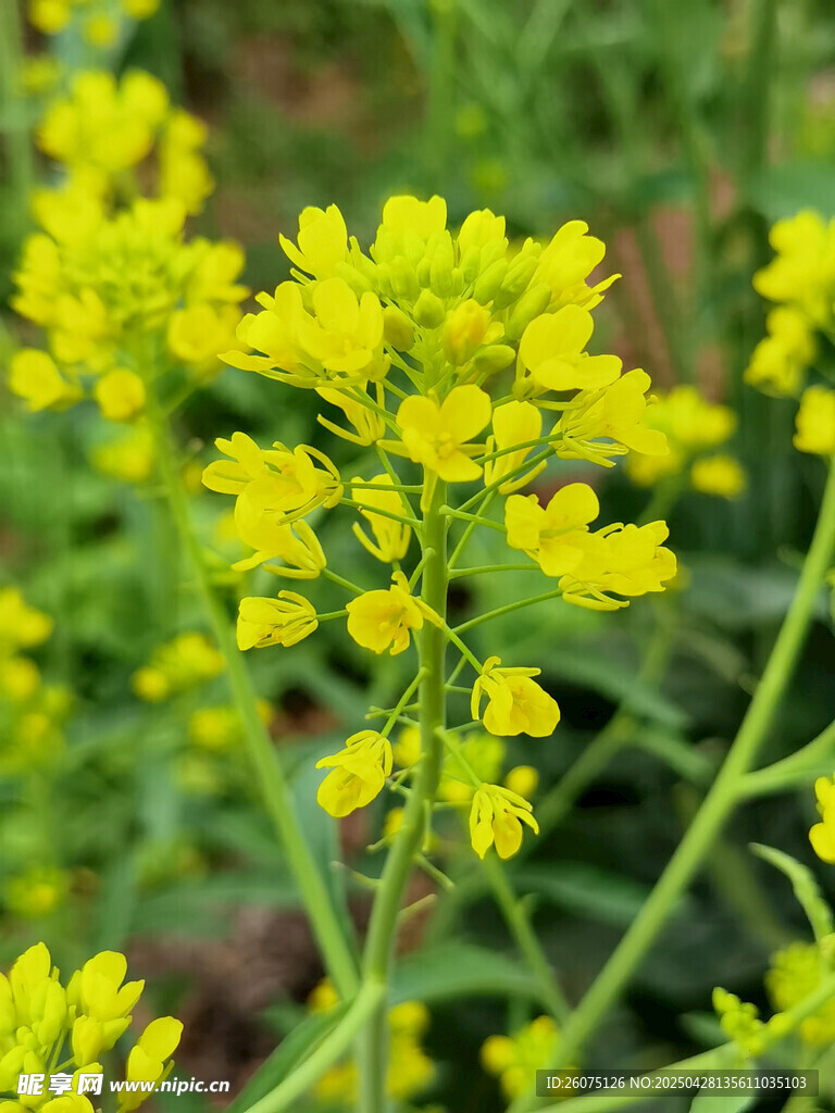 菜花