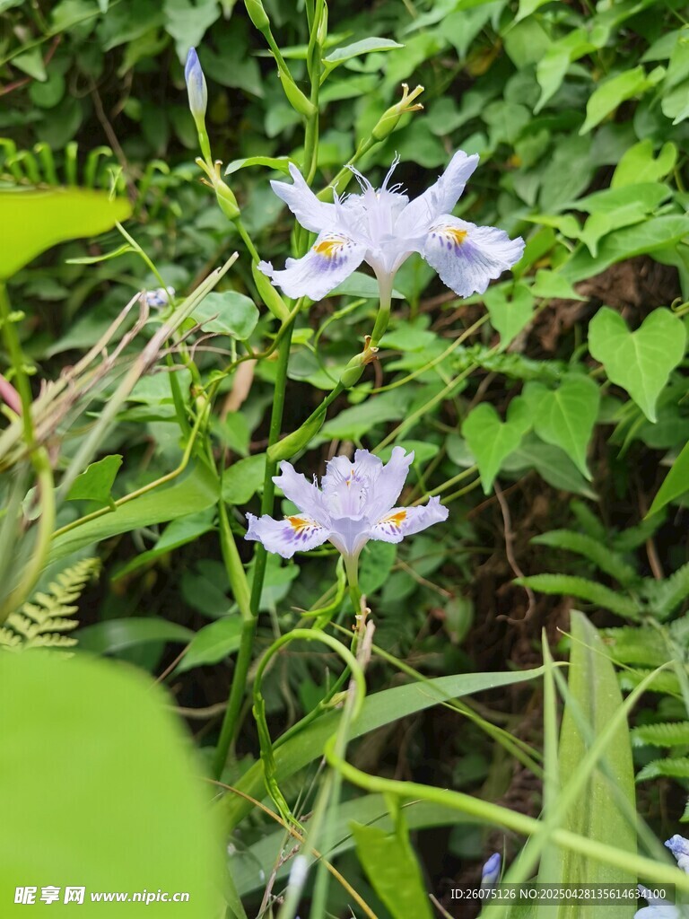 兰花