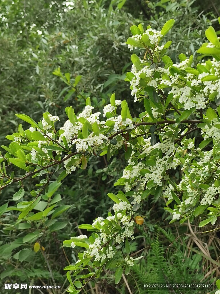 野花