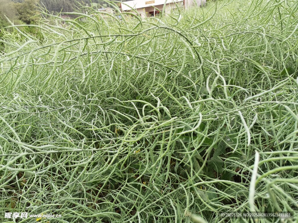 油菜籽