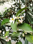 柚子花