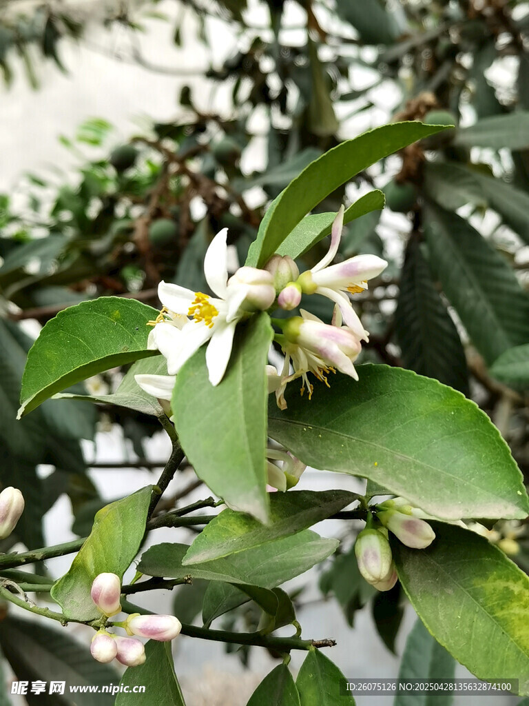 柚子花