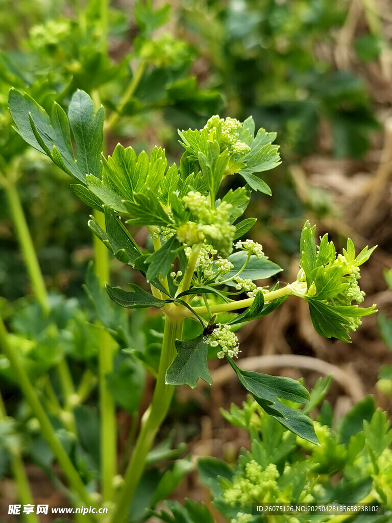 芹菜花