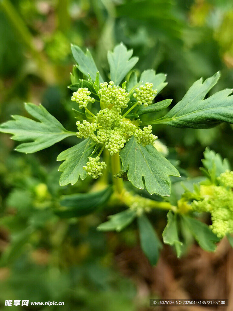 芹菜花