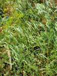 野草杂草