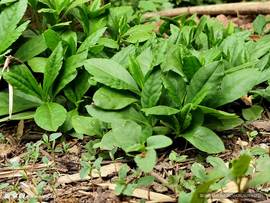 野菜