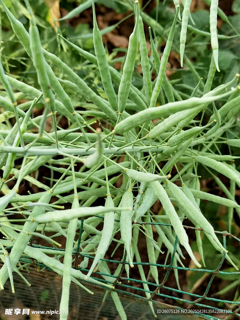 油菜