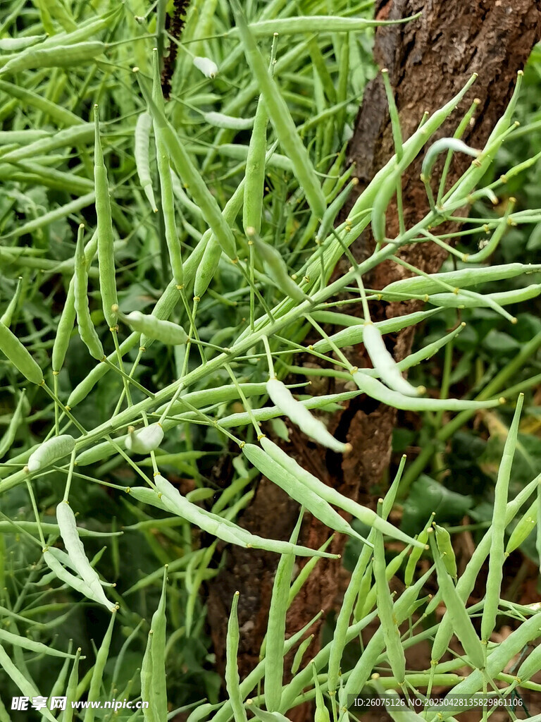 油菜籽